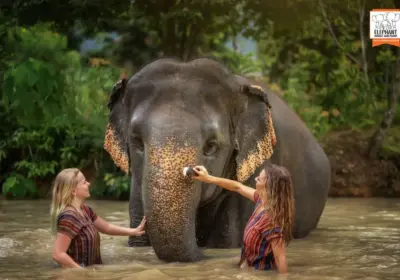 Elephant Jungle Sanctuary Half-Day Visit with Meal